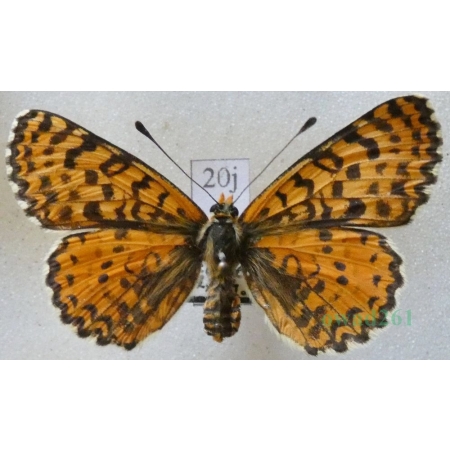 Melitaea didyma (Esper, 1778) female Przeplatka didyma Czech20j